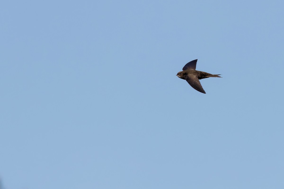 Common Swift - ML616847900