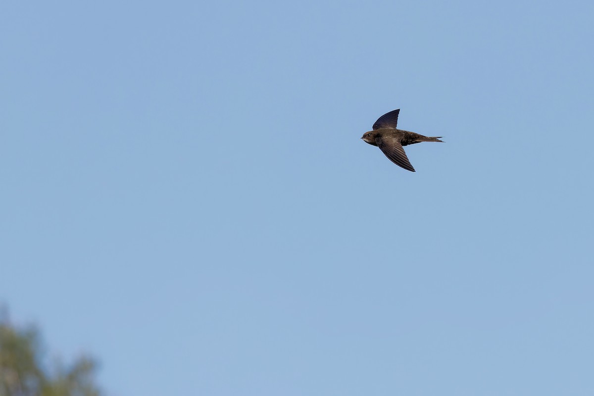 Common Swift - ML616847901