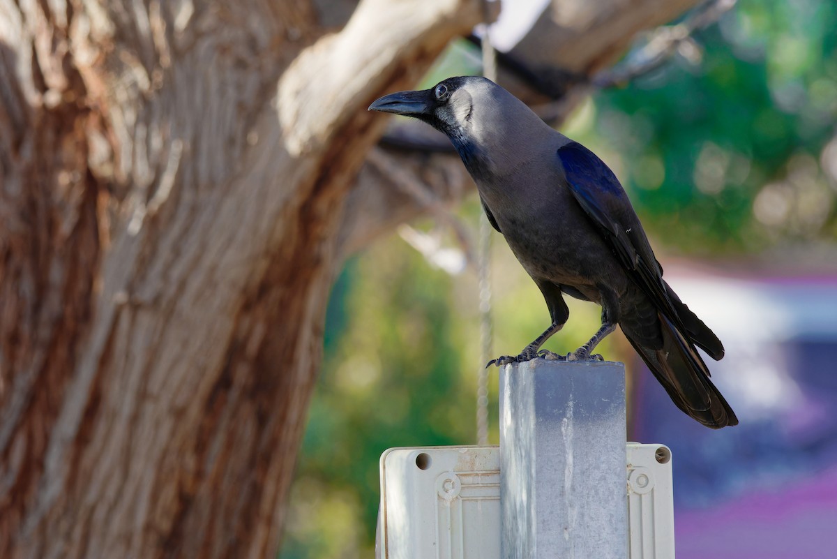 House Crow - Avihu Nussbaum