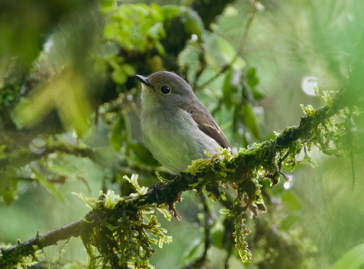 Little Pied Flycatcher - ML616848010