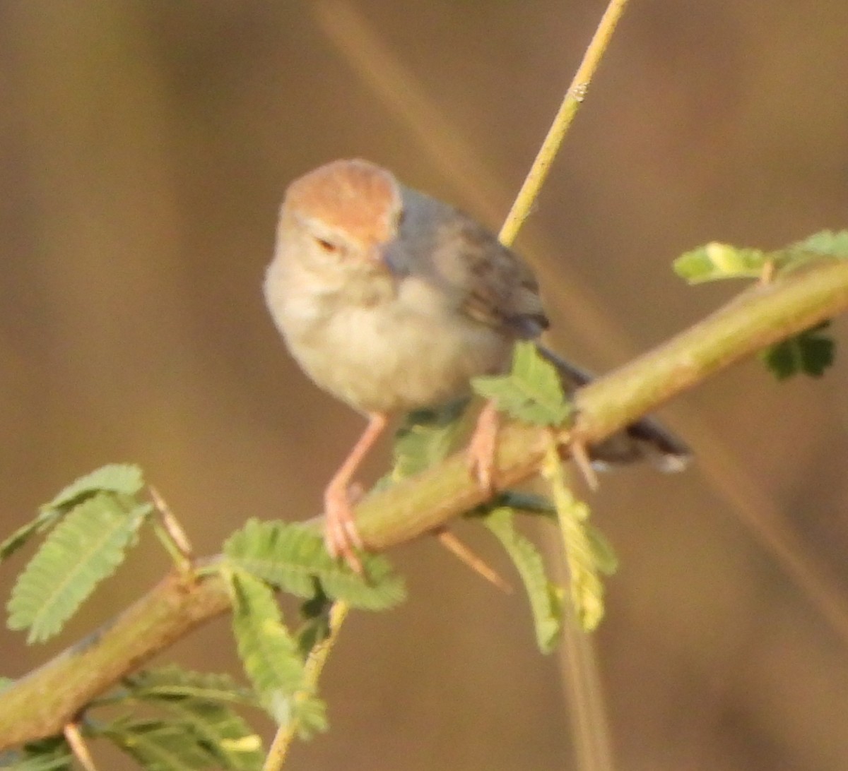 Prinia à front roux - ML616848011