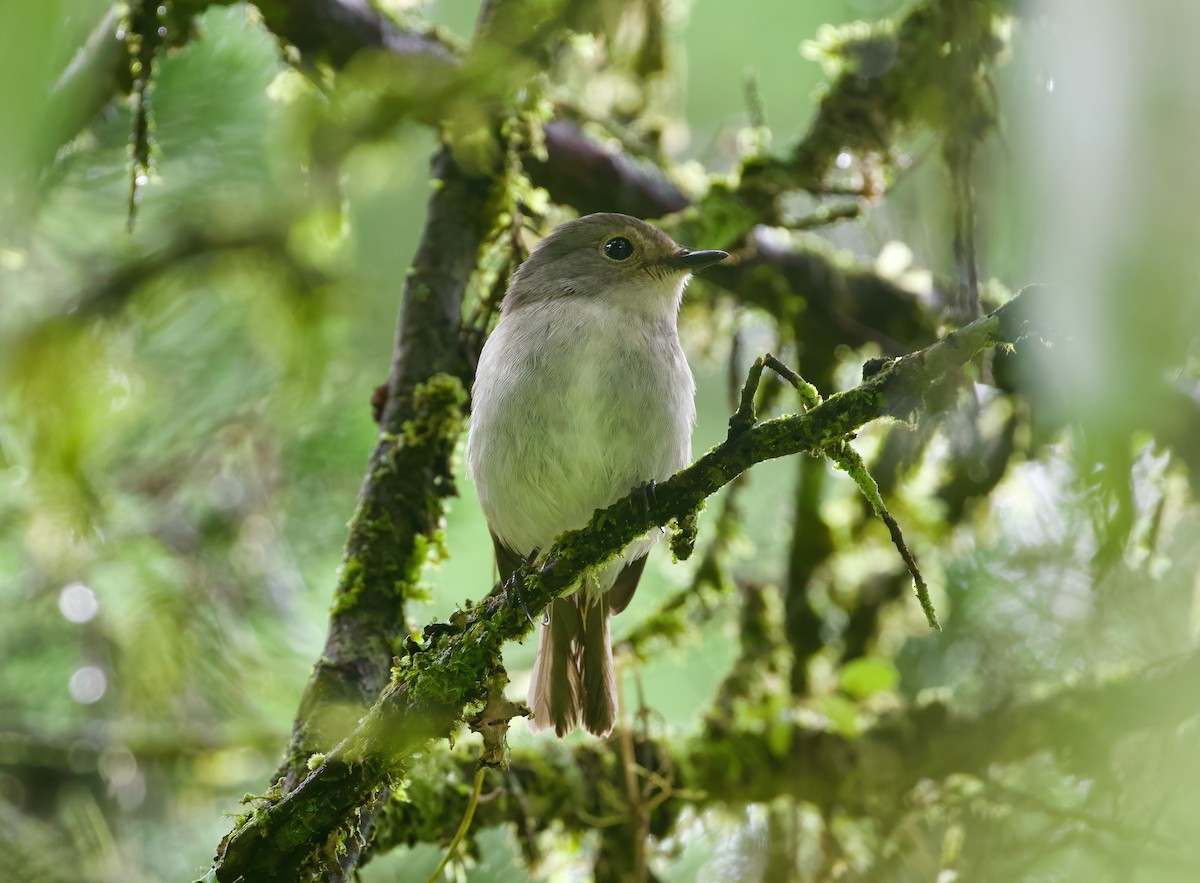 Little Pied Flycatcher - ML616848023