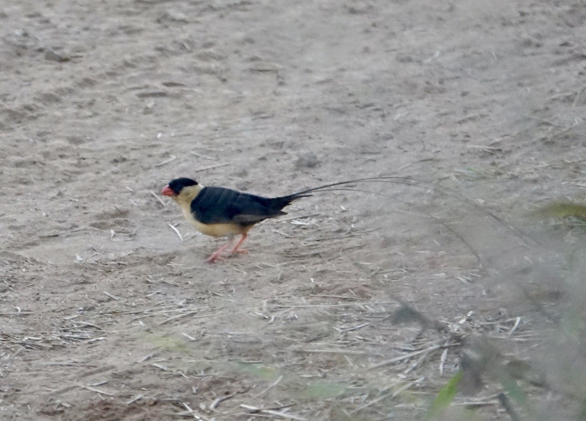 Shaft-tailed Whydah - Howie Nielsen