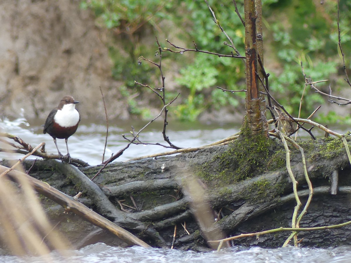 White-throated Dipper - Toby Middlemist