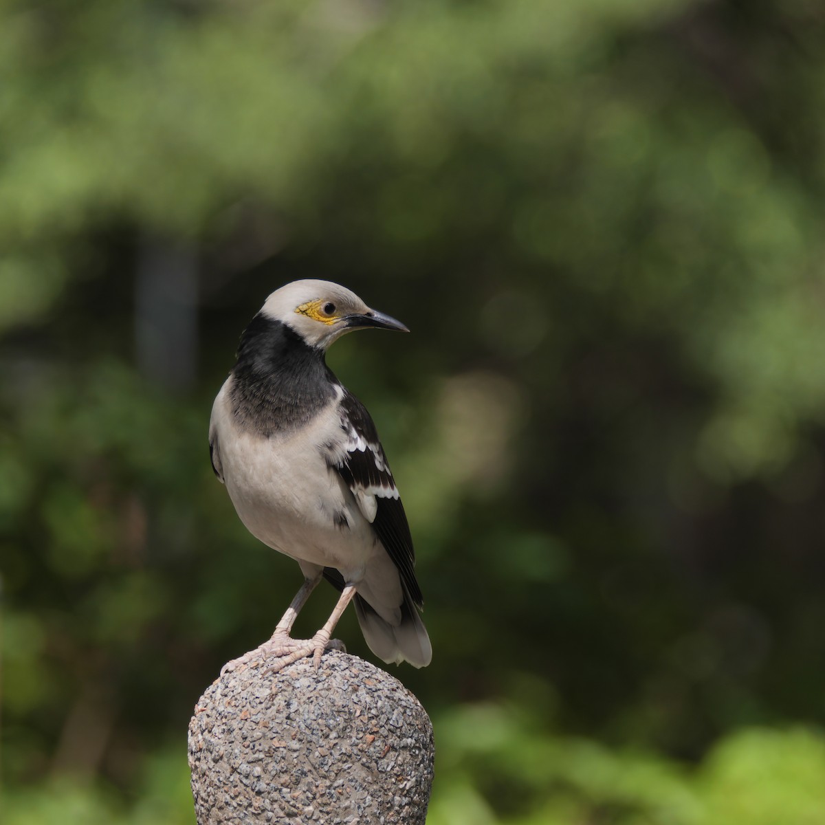 Black-collared Starling - ML616848090