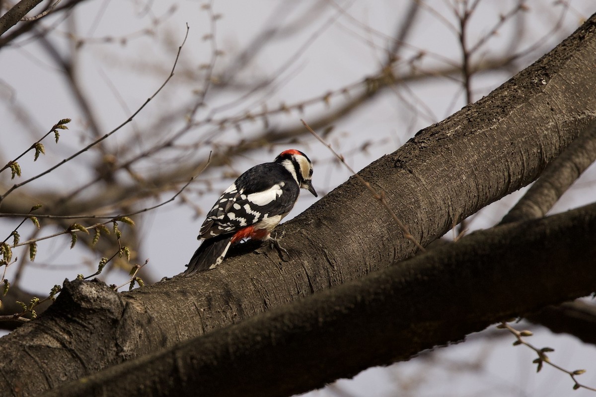 Great Spotted Woodpecker - ML616848170