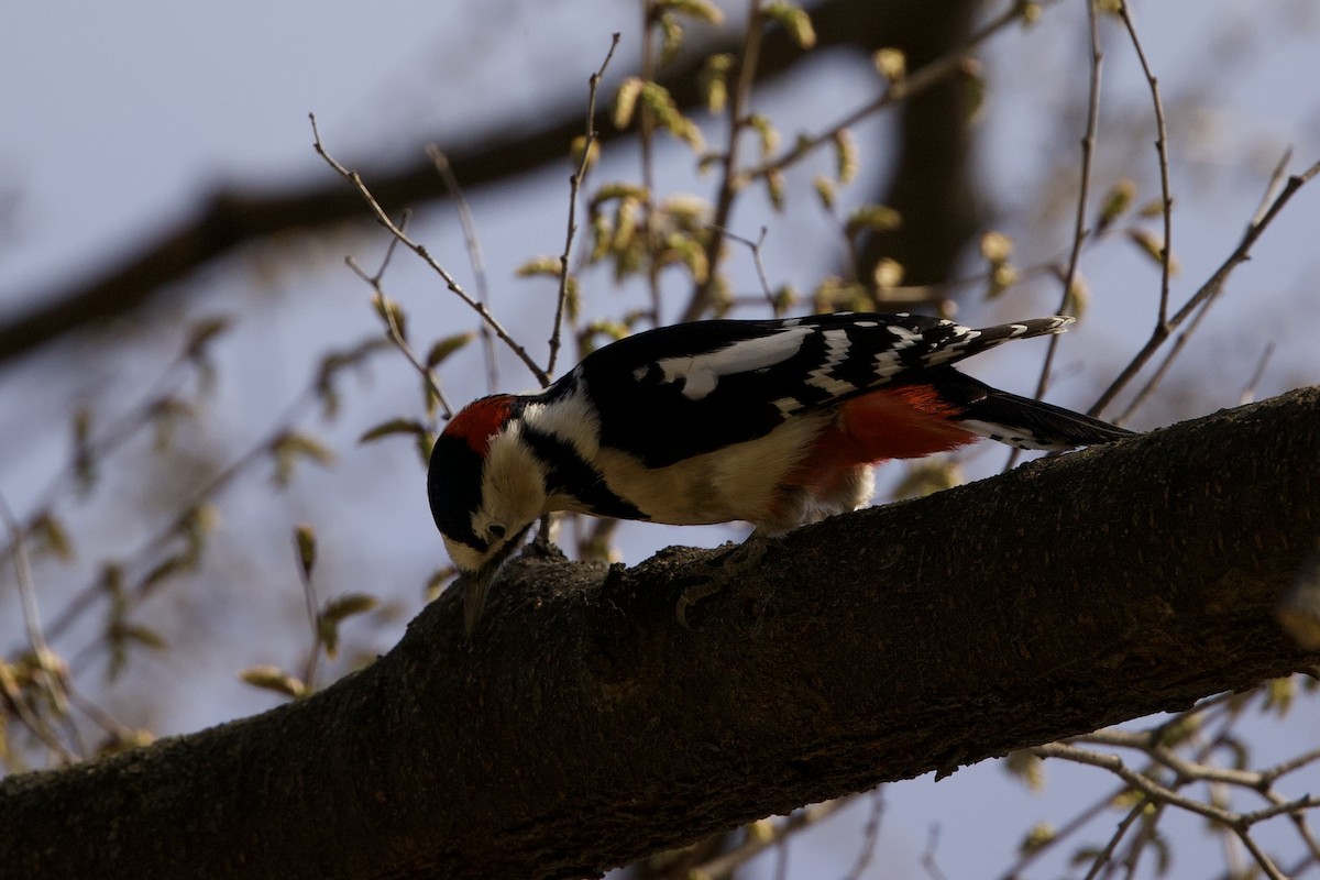 Great Spotted Woodpecker - ML616848171