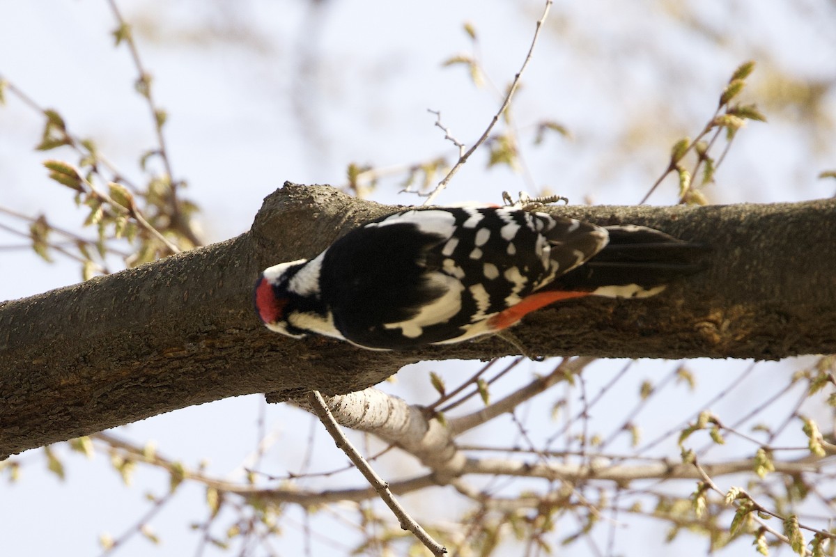 Great Spotted Woodpecker - ML616848172