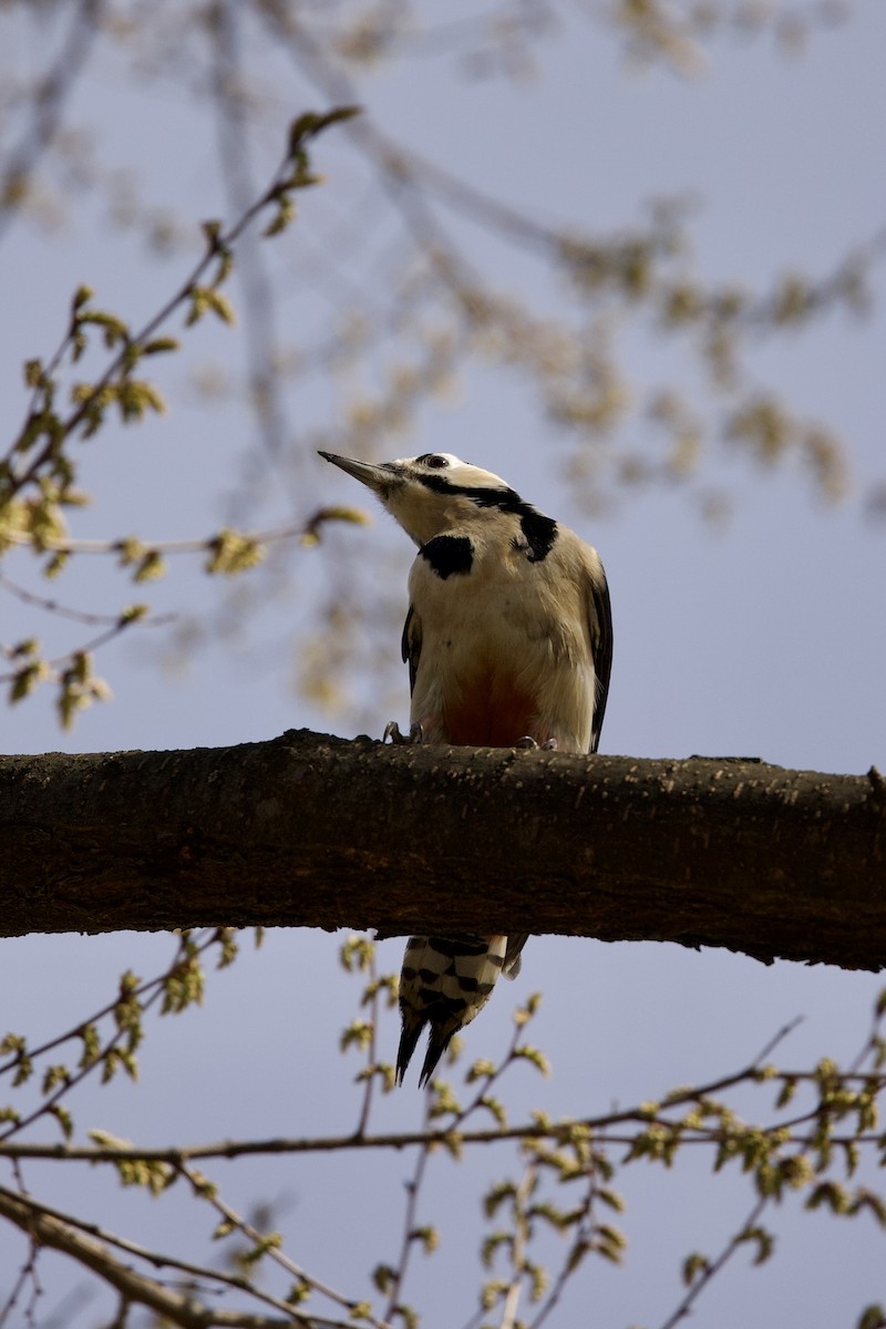 Great Spotted Woodpecker - ML616848173