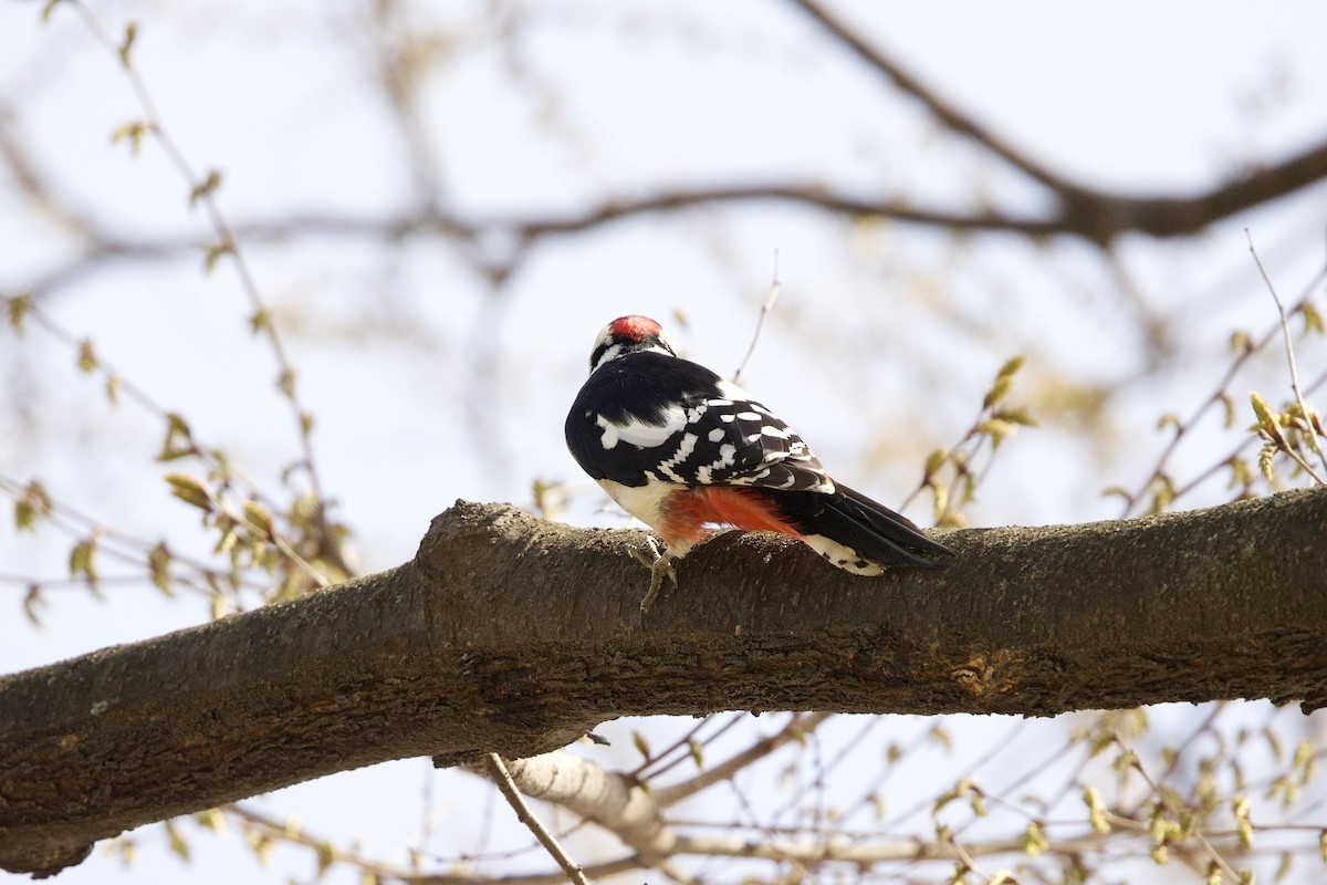 Great Spotted Woodpecker - ML616848174