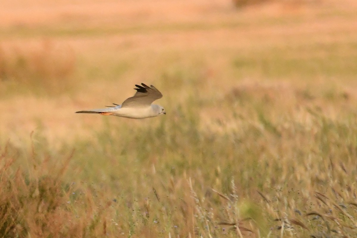 Pallid Harrier - בארי אברהמוב