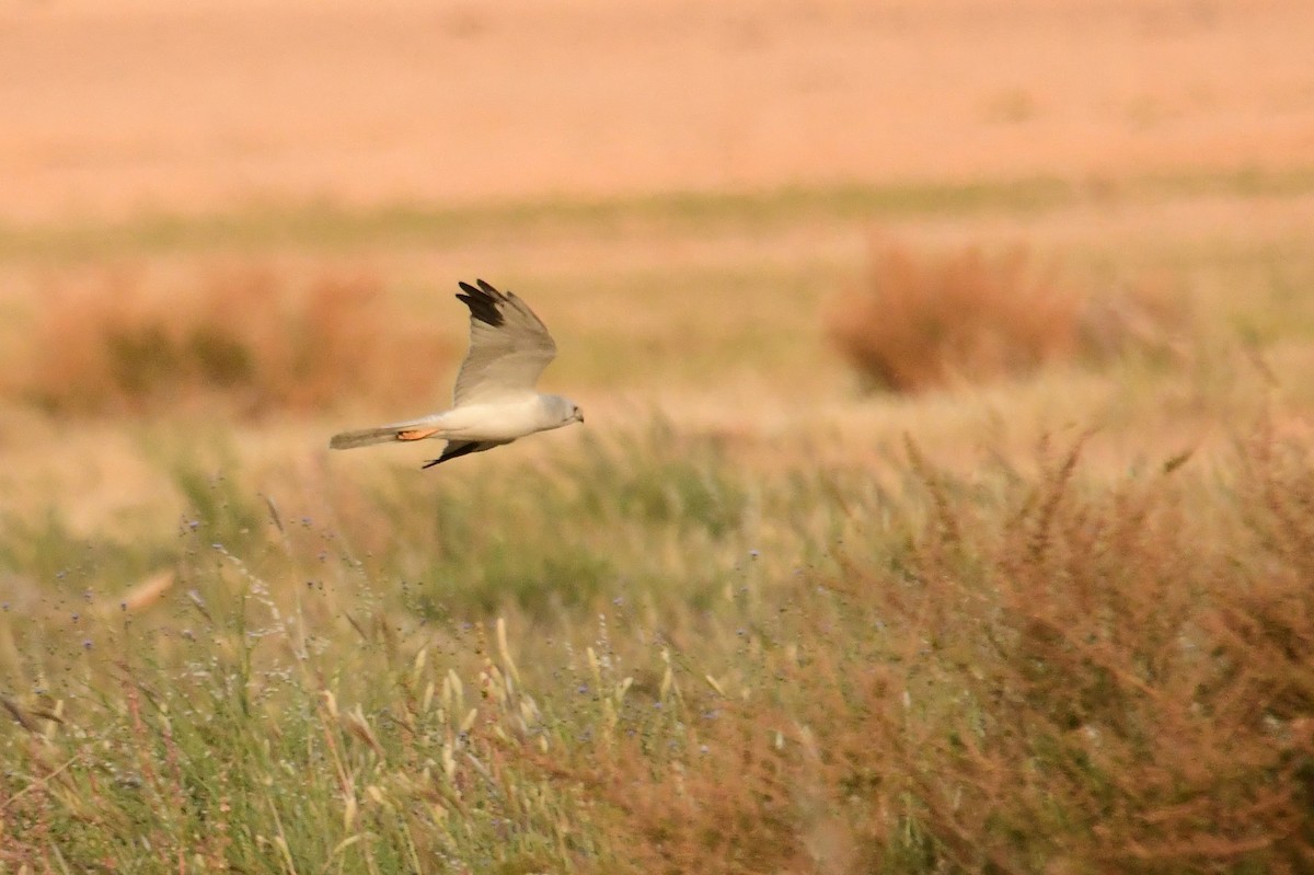 Pallid Harrier - בארי אברהמוב