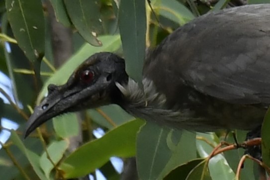 Noisy Friarbird - ML616848247