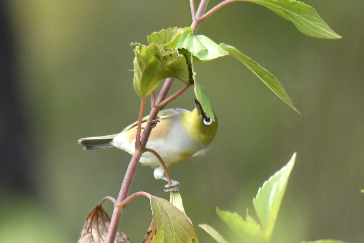 Silvereye - ML616848257