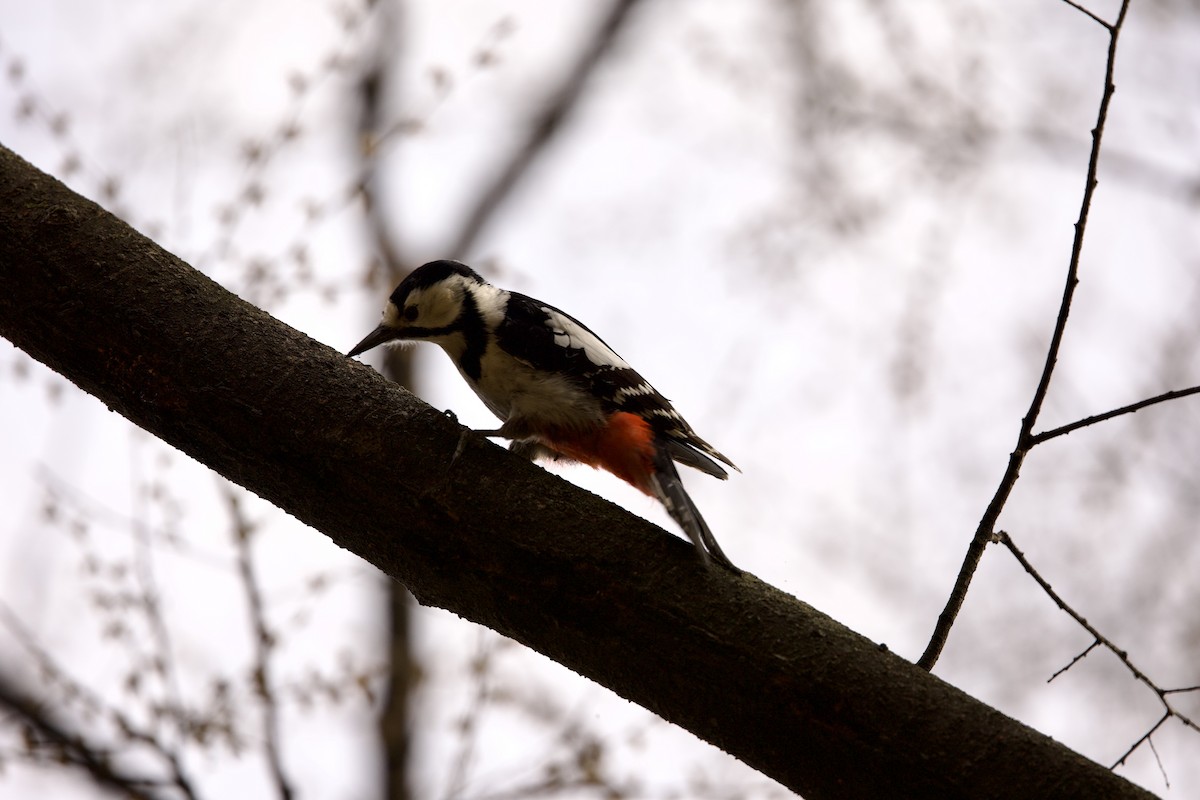 Great Spotted Woodpecker - ML616848290