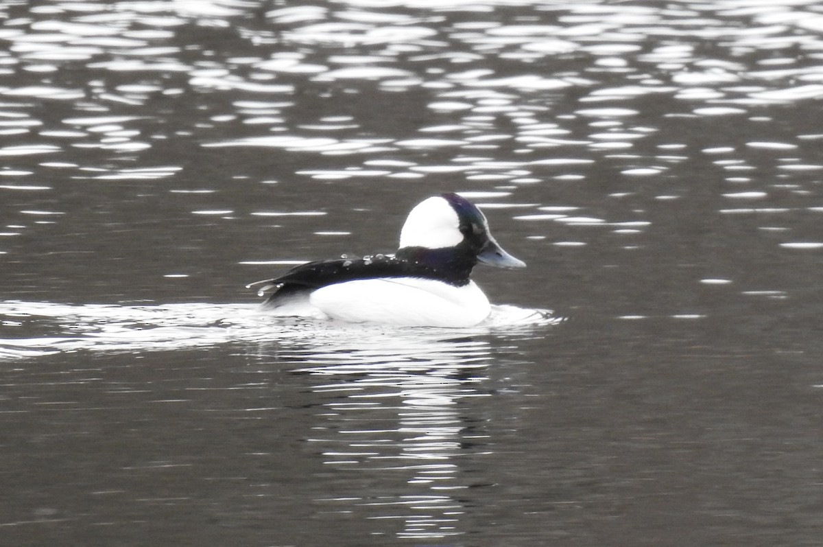 Bufflehead - ML616848292