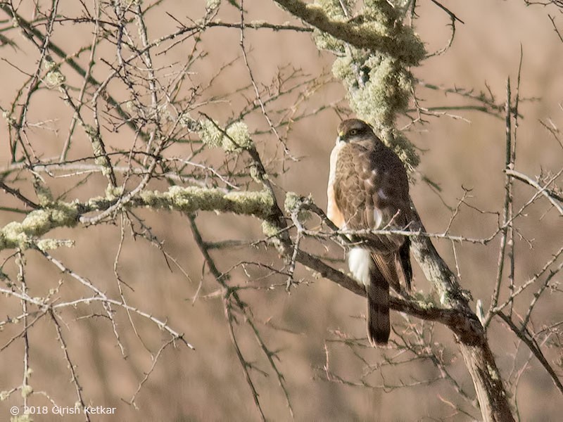 Eurasian Sparrowhawk - ML616848295