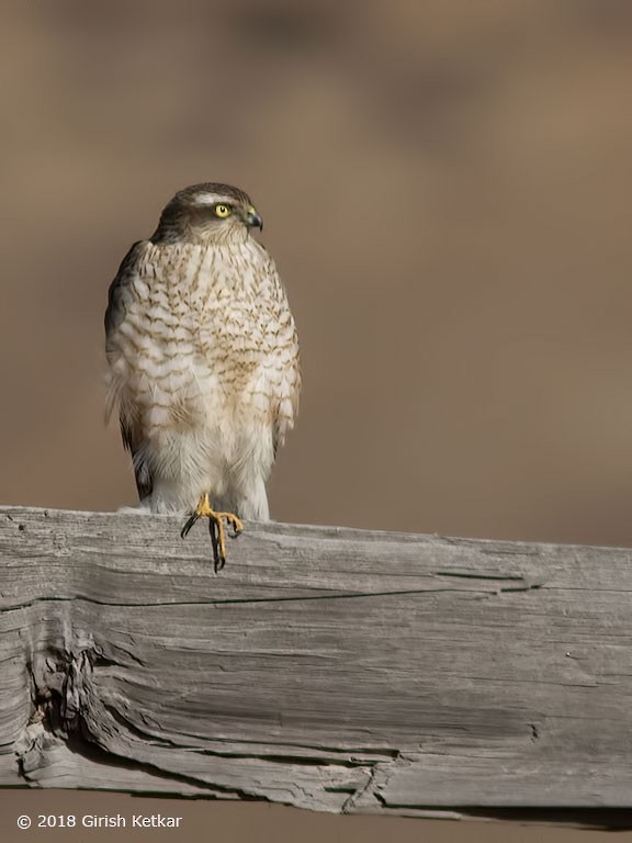 Eurasian Sparrowhawk - ML616848296