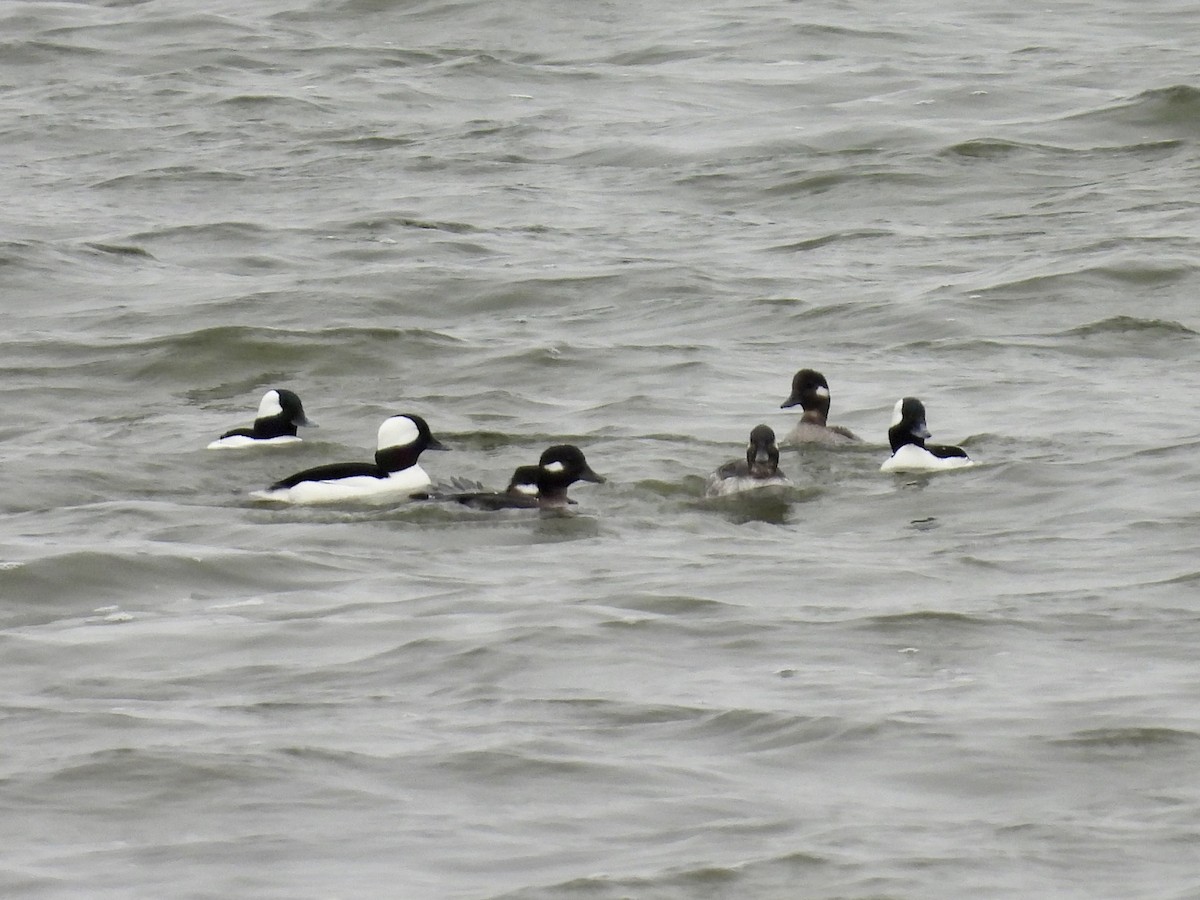 Bufflehead - Stan Arnold