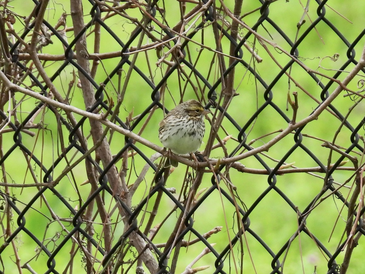 Savannah Sparrow - Stan Arnold