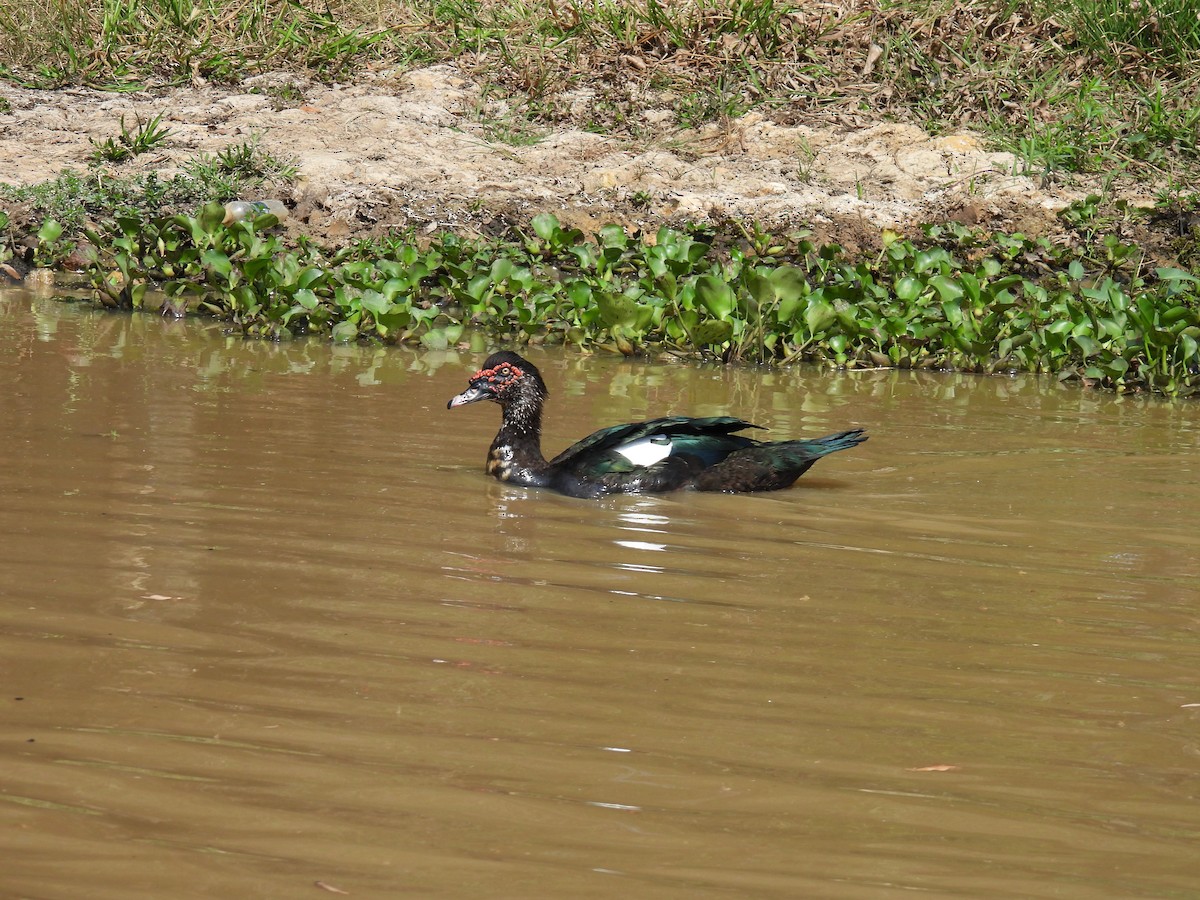 Indian Spot-billed Duck - ML616848330