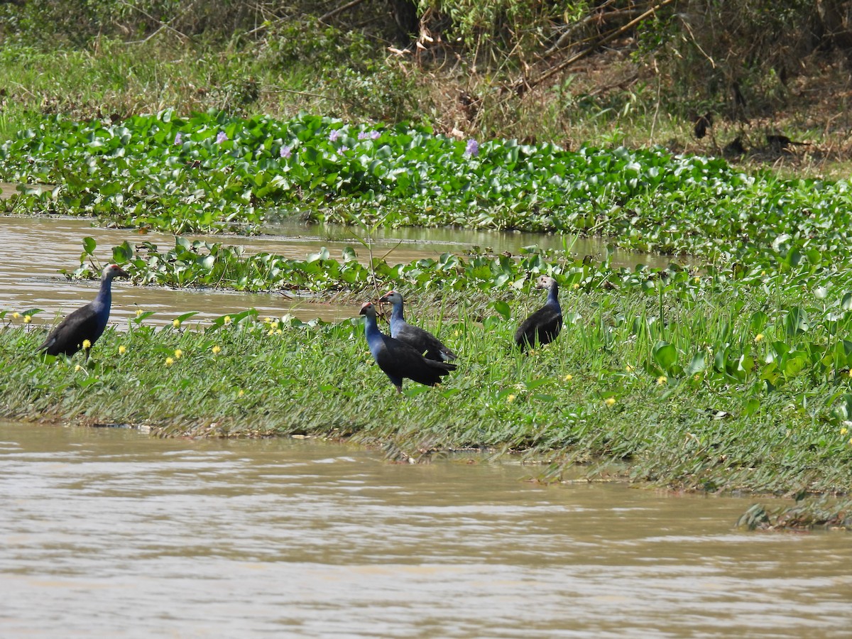 Gray-headed Swamphen - ML616848333