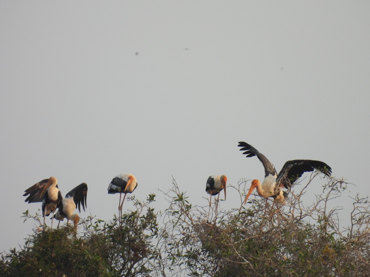 Painted Stork - ML616848334