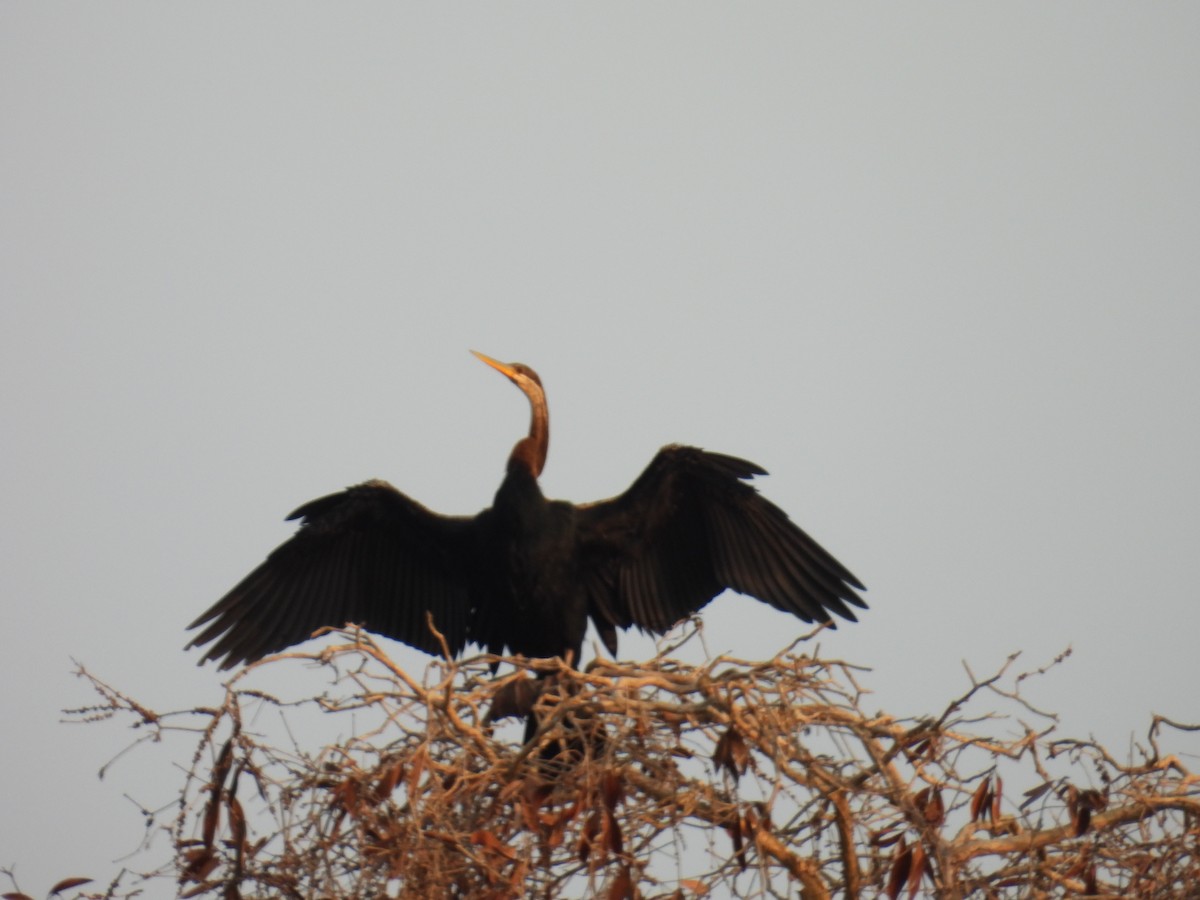 Oriental Darter - ML616848335