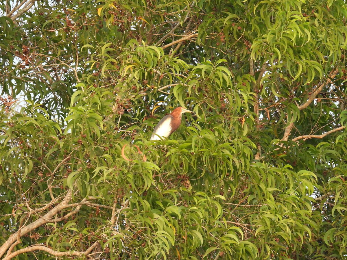 Chinese Pond-Heron - ML616848336