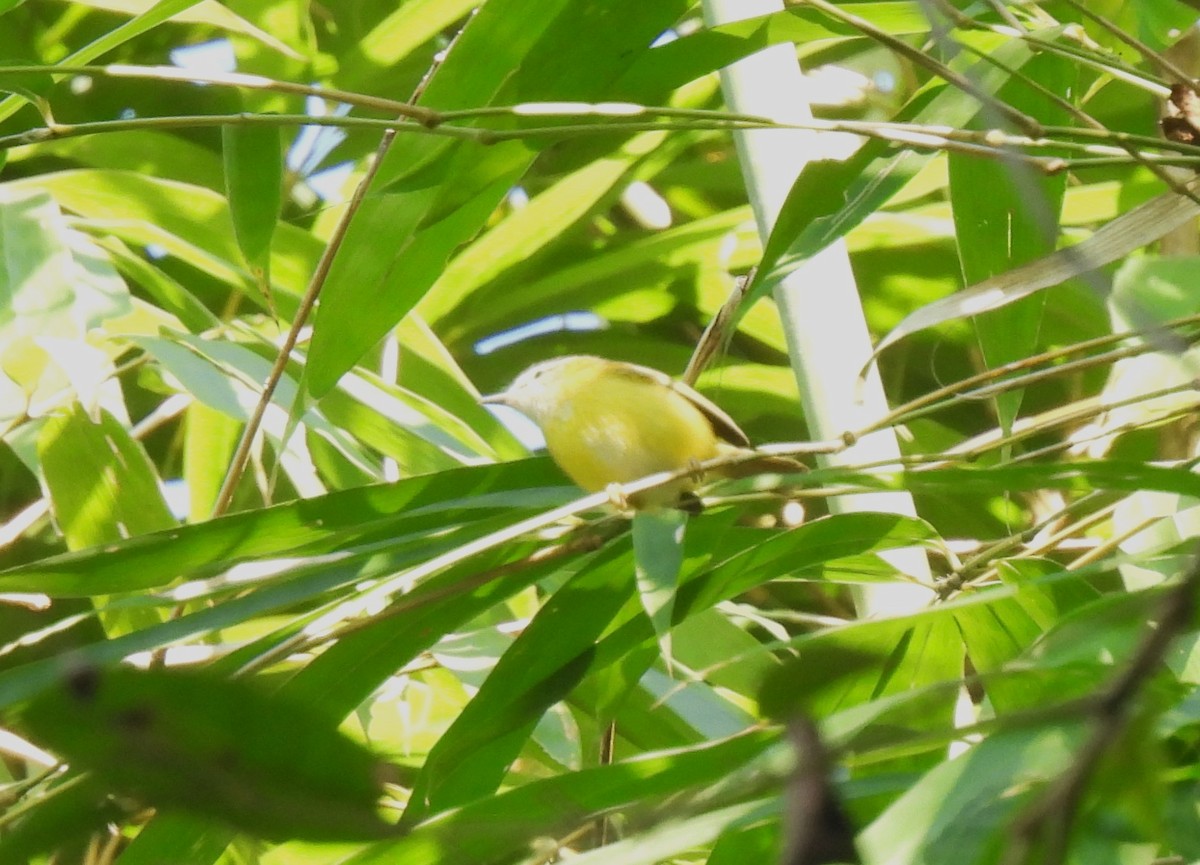 Yellow-bellied Warbler - Sahana M