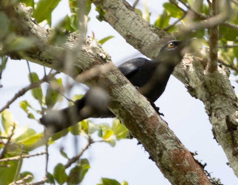 Black-bellied Starling - ML616848423