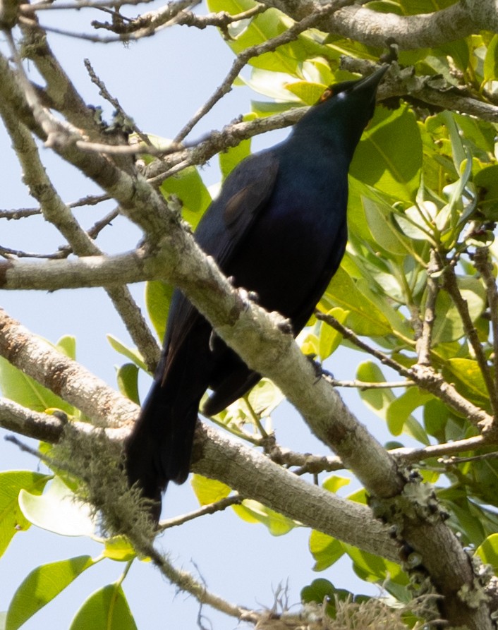 Black-bellied Starling - ML616848424