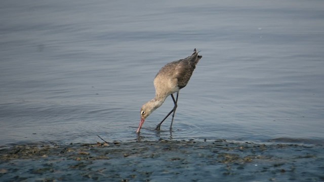 Black-tailed Godwit - ML616848451