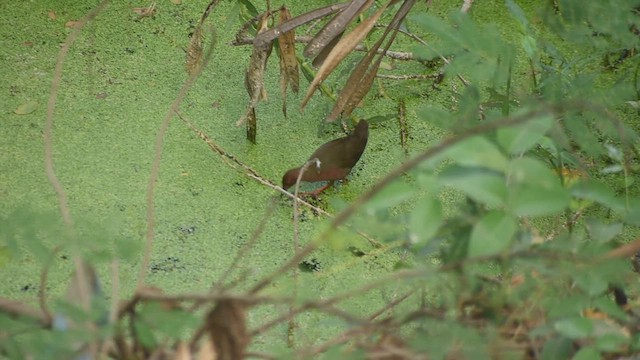 Ruddy-breasted Crake - ML616848495