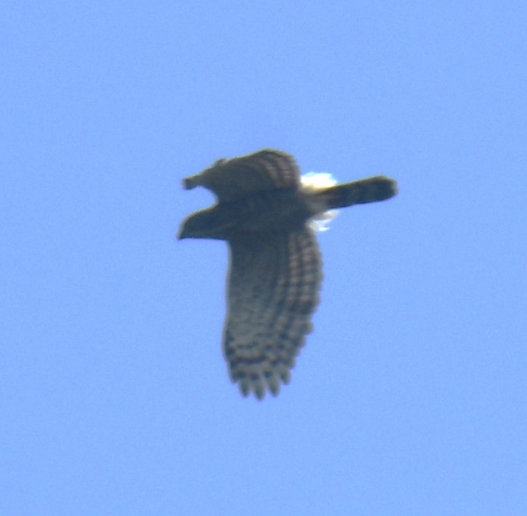 Crested Goshawk - ML616848554