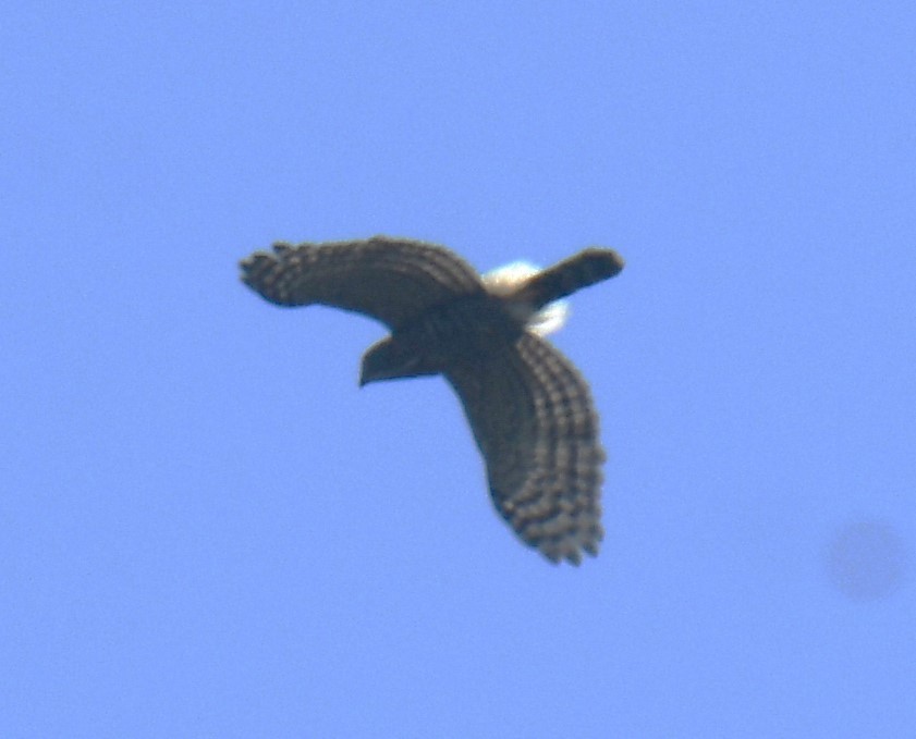 Crested Goshawk - ML616848558