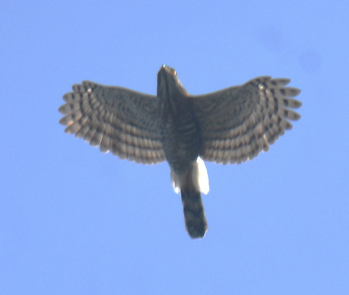 Crested Goshawk - ML616848560