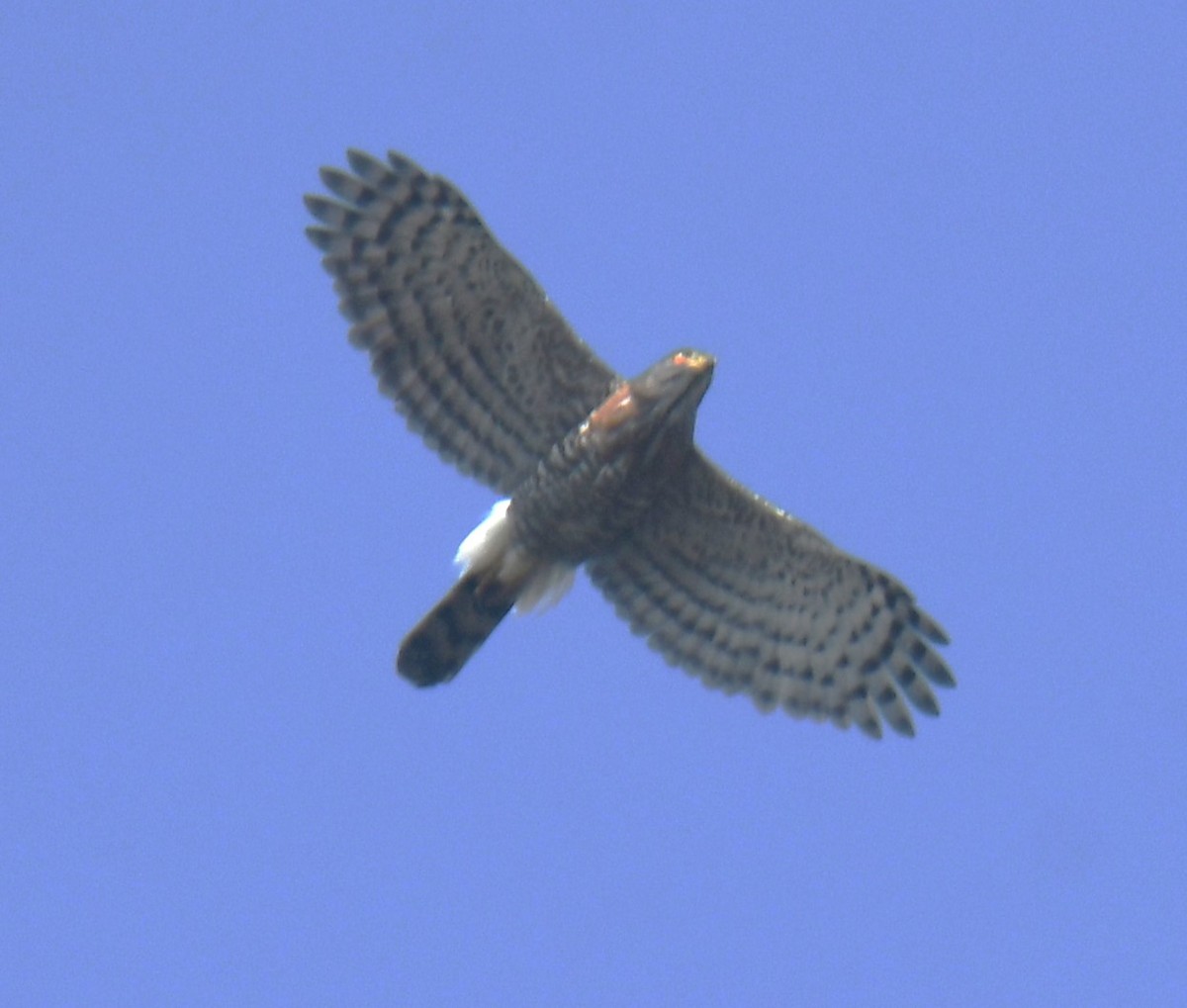 Crested Goshawk - Mohanan Choron