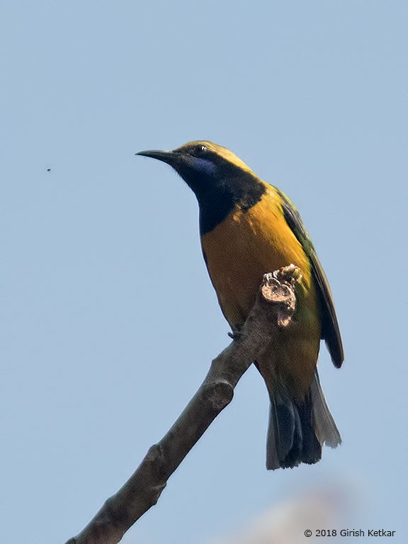 Orange-bellied Leafbird - GIRISH KETKAR