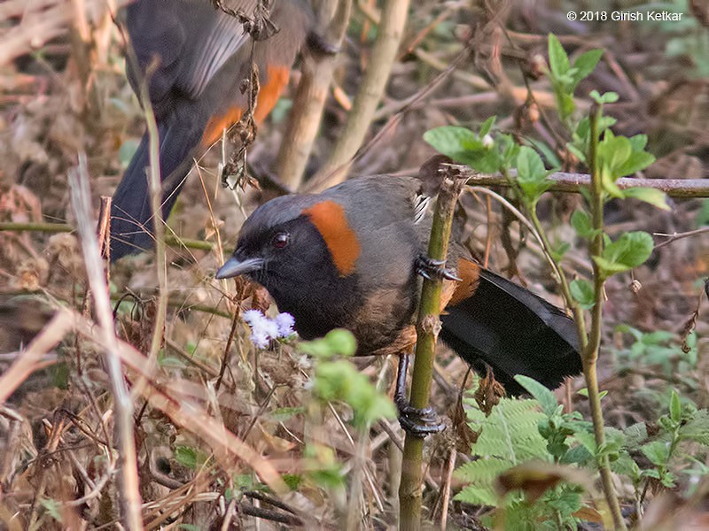 Rufous-necked Laughingthrush - ML616848595