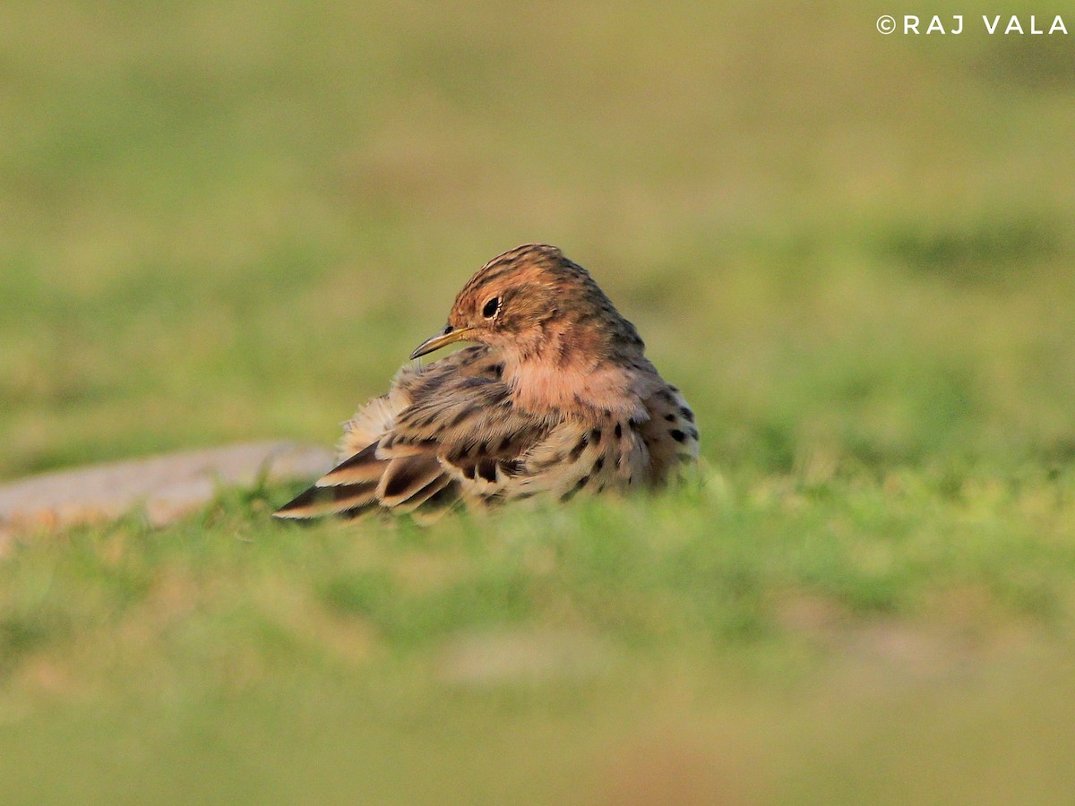 Red-throated Pipit - ML616848622