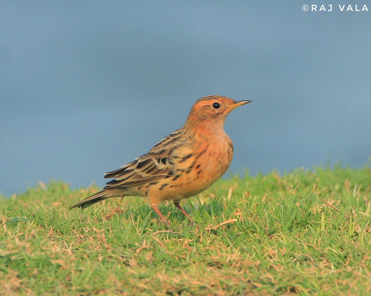 Red-throated Pipit - ML616848624