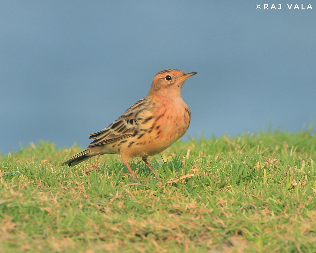 Red-throated Pipit - ML616848625