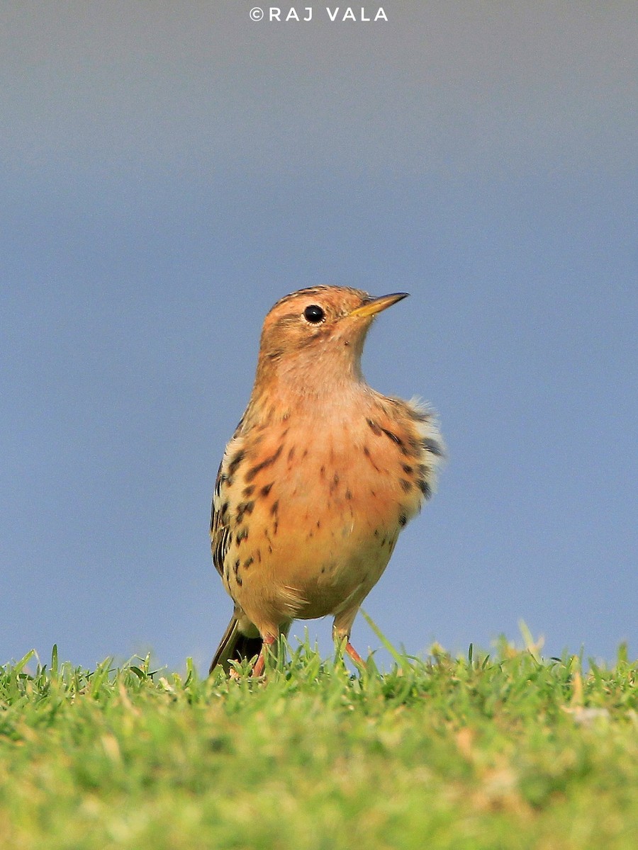 Red-throated Pipit - ML616848626