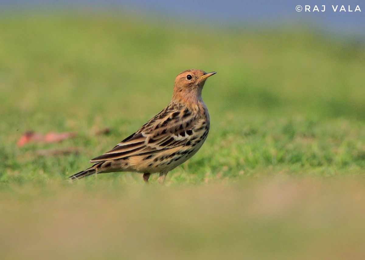 Red-throated Pipit - ML616848627