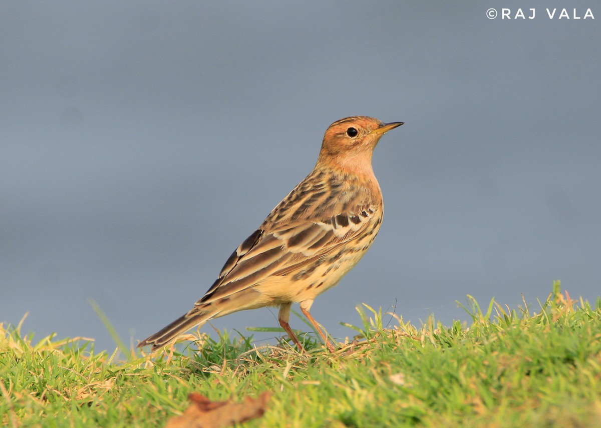 Red-throated Pipit - ML616848628