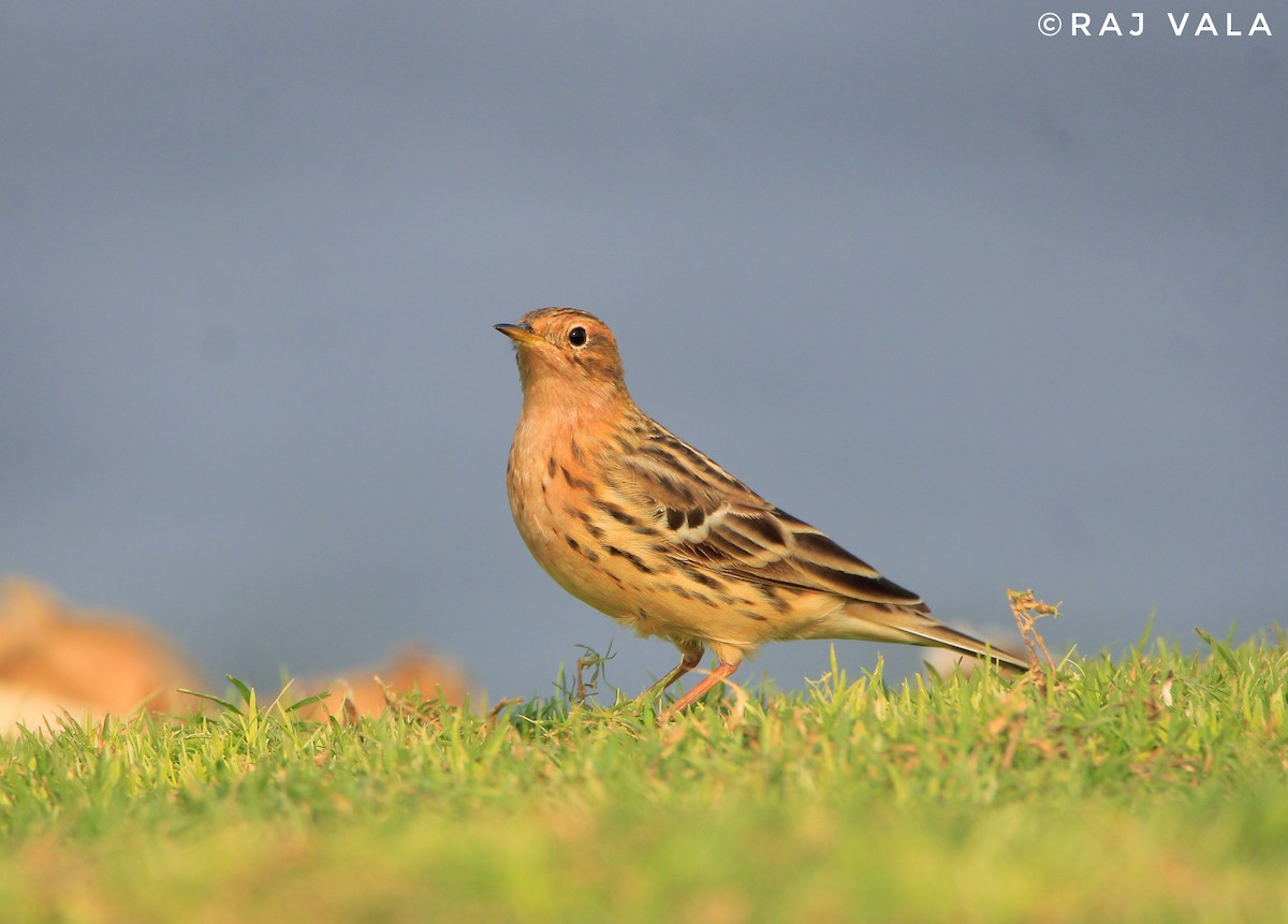 Red-throated Pipit - ML616848629