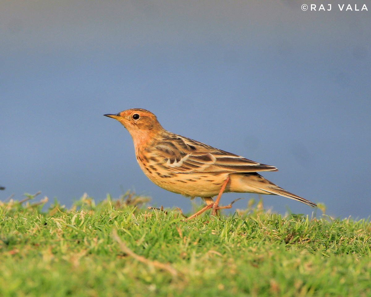 Red-throated Pipit - ML616848630