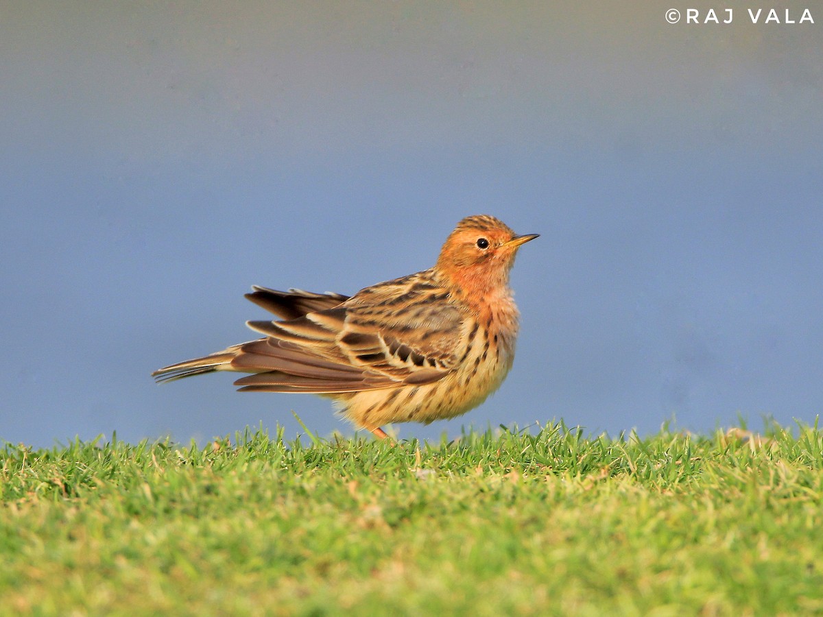 Red-throated Pipit - ML616848631