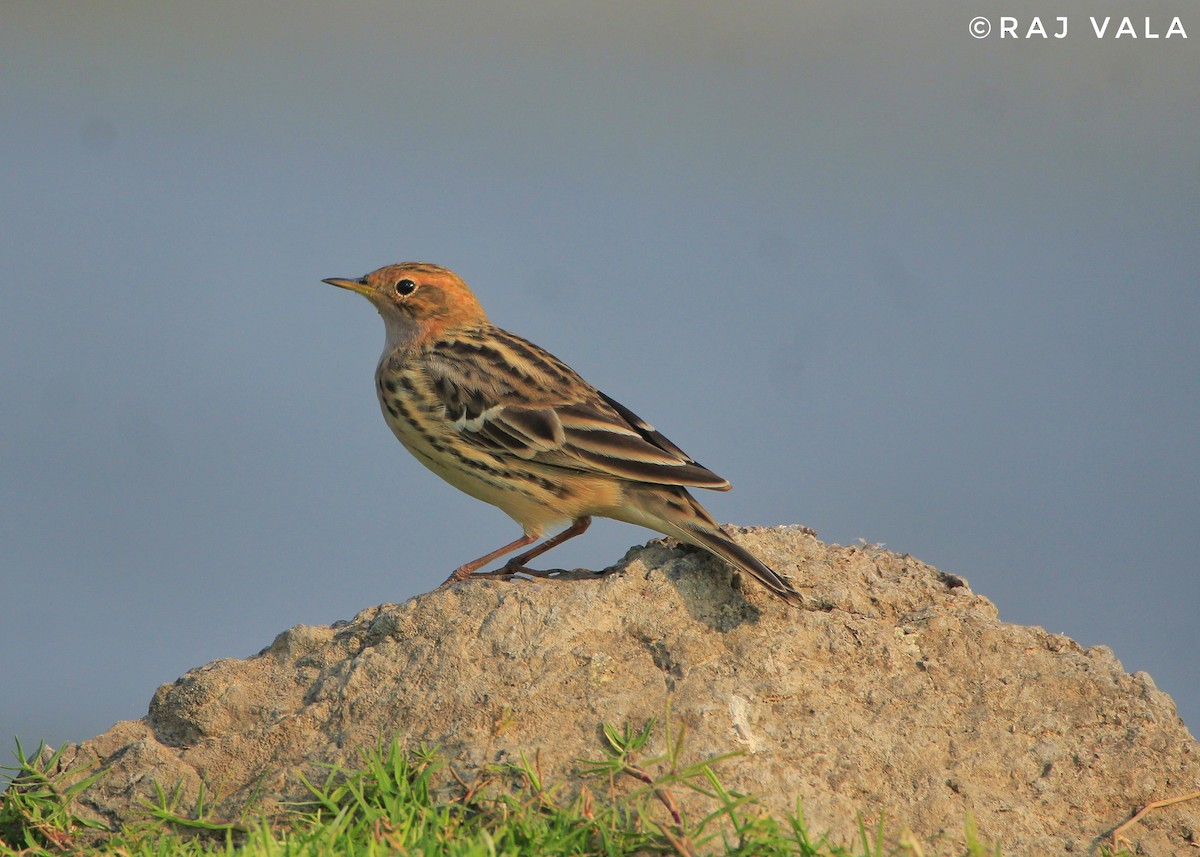 Red-throated Pipit - ML616848632